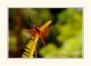 Dragonflies_5