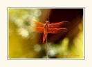Dragonflies_8