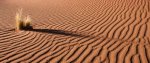 Saharan Dunes, Morocco